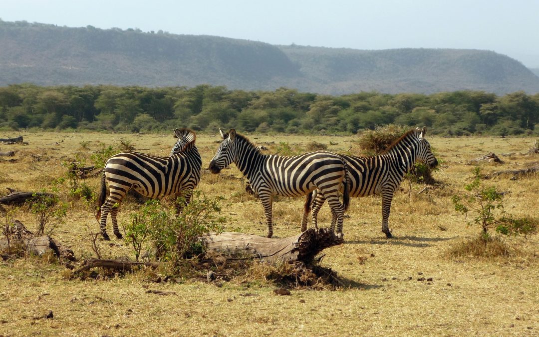 Lake Manyara Day Trip