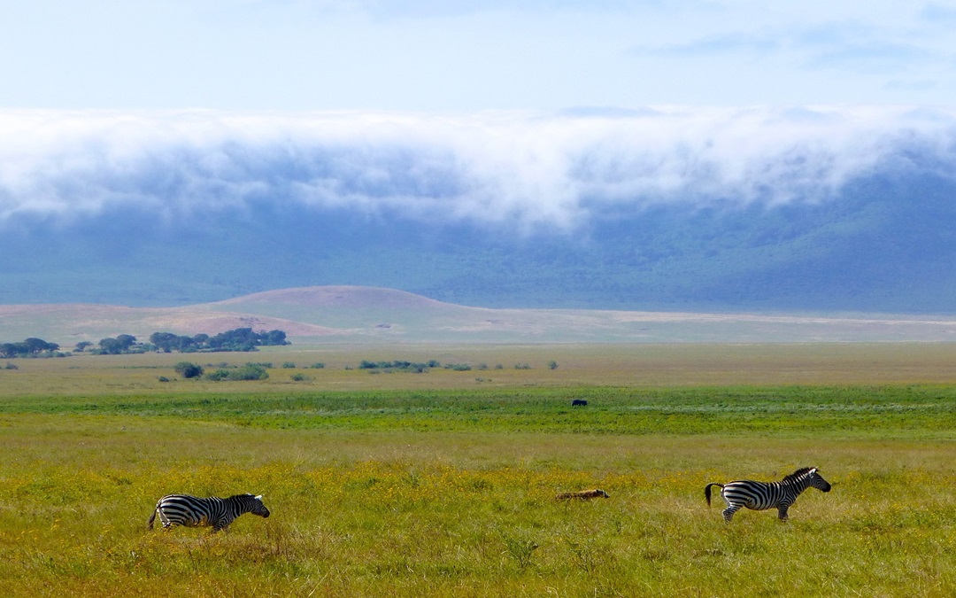 Ngorongoro crater Day Trip