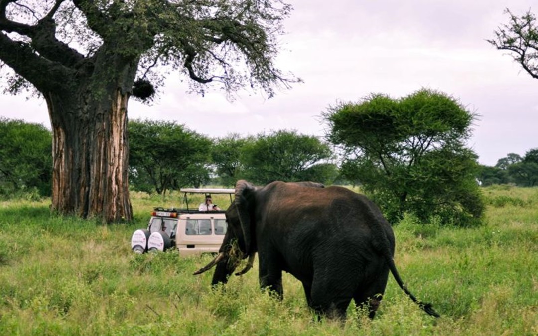 Tarangire National Park Day Trip