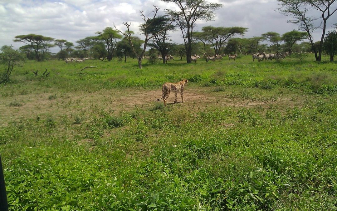 Serengeti Camping Safari, 4 Days