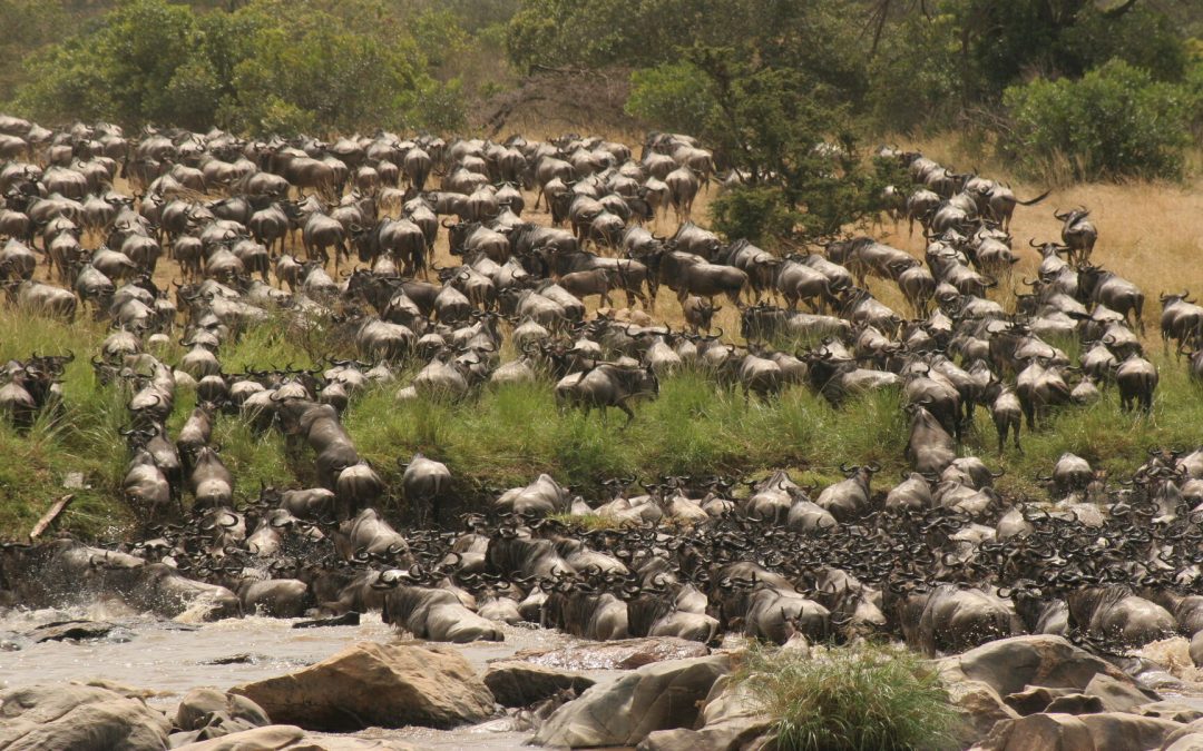 Wildebeest Migration Safari, 4 Days