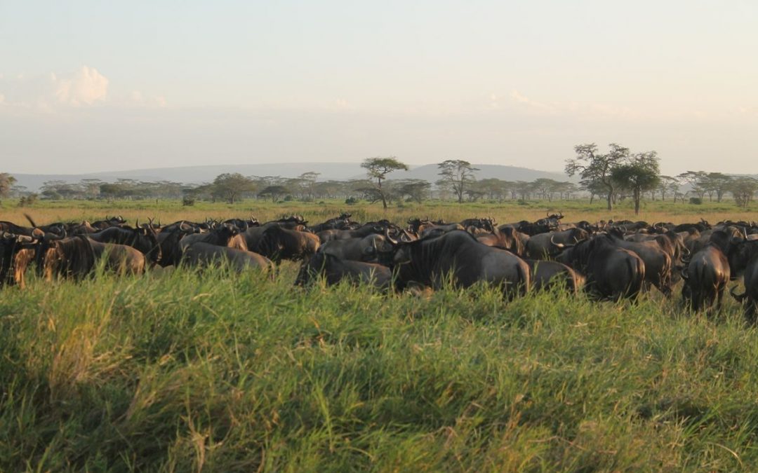 Serengeti Wildebeest Migration Safari, 5 Days