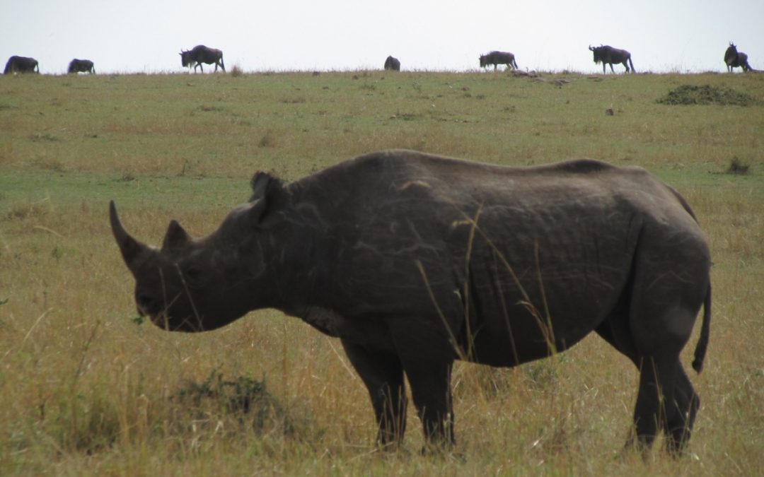 Tanzania Northern Camping Safari, 5 Days