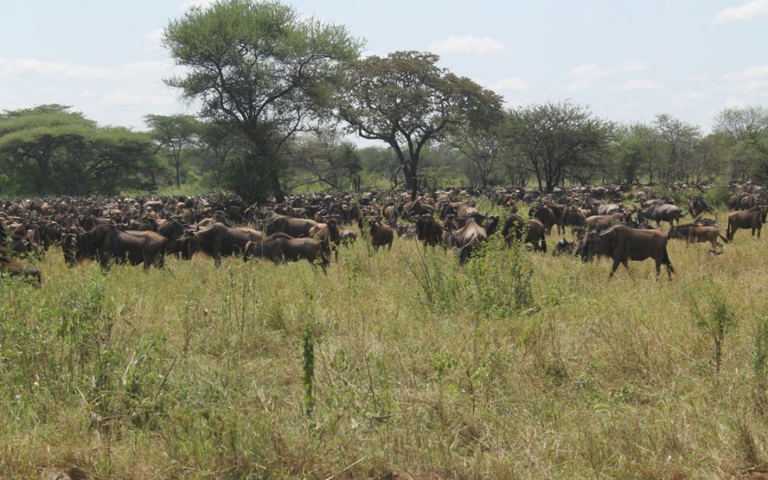 Serengeti and Ngorongoro Safari, 6 Days