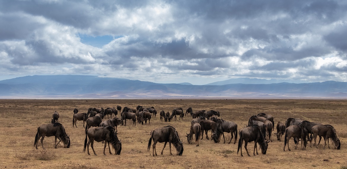 Royal Luxury Serengeti & Ngorongoro